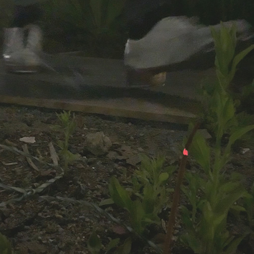 A murky image of white tap dance shoes dancing on a board placed in a weedy area